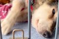 17歳の老犬が亡くな…の画像