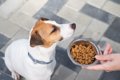 犬がドッグフードを…の画像