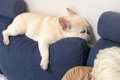 おやつを食べ終わっ…の画像