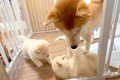 生後32日目の赤ちゃ…の画像