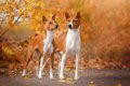 バセンジー｜犬種の…の画像
