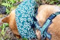 山登り中、突然倒れ…の画像