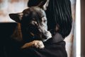 犬も『ペットロス』…の画像
