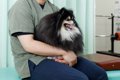 犬の下痢・嘔吐『危…の画像