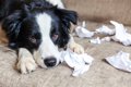 「犬を飼っていて困…の画像