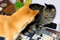 犬が『猫パンチ』さ…の画像