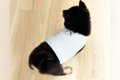 赤ちゃん犬が『生ま…の画像
