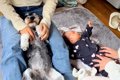 赤ちゃんと犬に『手…の画像