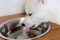 子犬の食器台に水を…の画像
