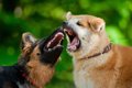 多頭飼いの犬同士が…の画像