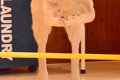 ハードルが得意な大…の画像