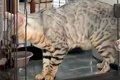 猫がお水を飲んでい…の画像