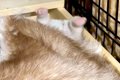 母犬に挟まれ『おし…の画像