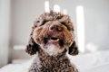 犬が口を『パクパク…の画像