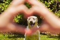 犬の寿命を延ばすた…の画像