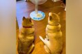 夏、扇風機で犬が涼…の画像