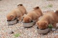 愛犬が小食で心配…。…の画像