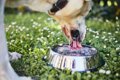 犬が異常に水を飲む…の画像