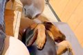 台風の夜、大型犬が…の画像