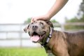 犬が飼い主だけに見…の画像