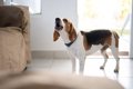 犬が早朝になると吠…の画像