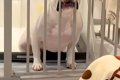 一時的に犬をケージ…の画像