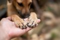 犬の爪切りをサボり…の画像