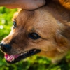 ベテラン飼い主の油…の画像