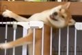 よくケージから脱走…の画像