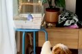 『犬とインコ』が仲…の画像