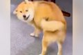 いつも塩対応な犬が…の画像