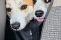 ウキウキ笑顔でドッ…の画像