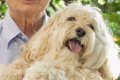 『おじいちゃんの犬…の画像