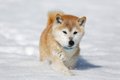 犬に絶対NGな「雪道…の画像