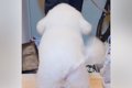 『玄関にいっちゃダ…の画像