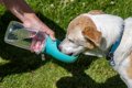 犬に『水分補給』を…の画像