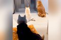 玄関でパパの帰りを…の画像
