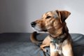 犬が『信用していな…の画像