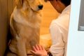 パパが大型犬に『お…の画像