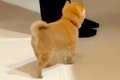 台所で料理をしてい…の画像