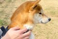 ドッグランにきた柴…の画像