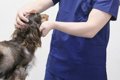 動物病院で犬に落ち…の画像