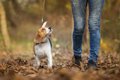 犬がもっとお散歩好…の画像