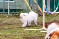 ドッグランで『完全…の画像
