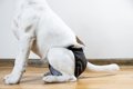 犬が『生理』になっ…の画像