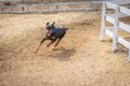 犬が散歩中に『走り…の画像