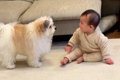 犬が『赤ちゃんを遊…の画像