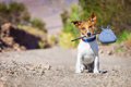 犬が飼い主から逃げ…の画像