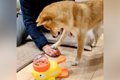 押したらオヤツが出…の画像