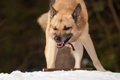 犬が『本気で噛む前…の画像